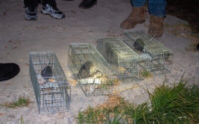 PUNO| CAPTURAN MAS DE 30 RATAS EN EL PUERTO LACUSTRE DE PUNO DE ROEDORES EN EL PUERTO LACUSTRE DE PUNO