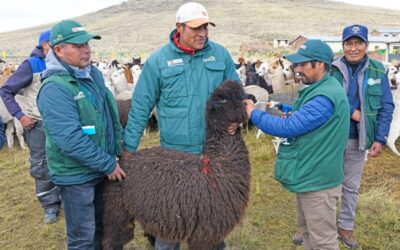 DOSIFICAN KITS VETERINARIOS A 450 MIL ALPACAS Y OVINOS DE LAS ZONAS ALTO ANDINAS DE LA REGIÓN PUNO
