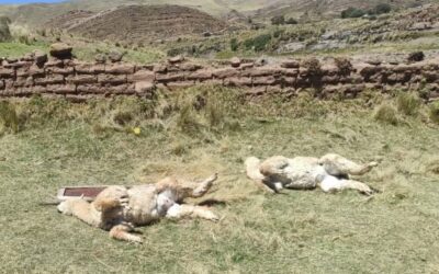 Puma devoró cinco alpacas y dejó heridas otras tres. Lugareños viven con temor y piden ayuda de autoridades