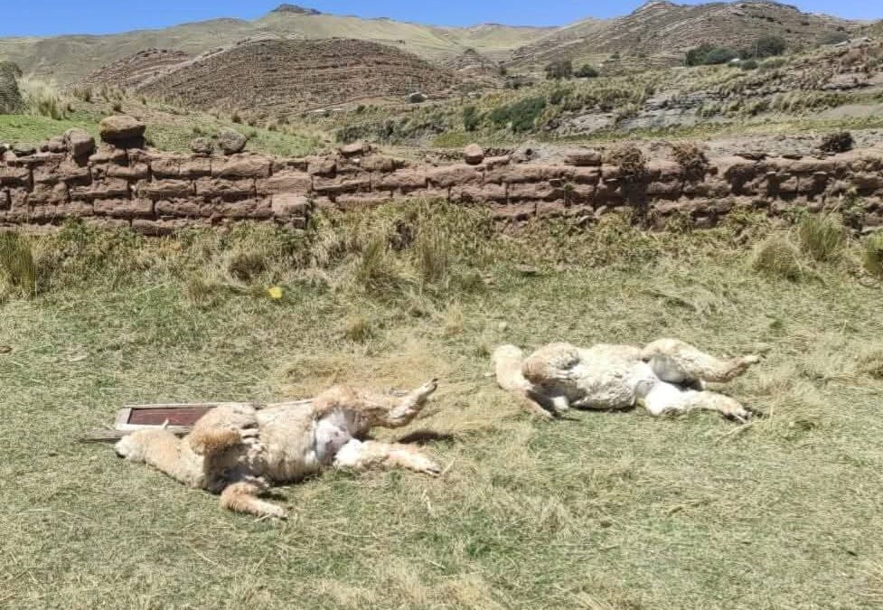 Puma devoró cinco alpacas y dejó heridas otras tres. Lugareños viven con temor y piden ayuda de autoridades