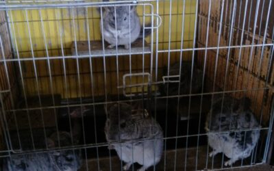 Aprueban proyecto de criadero y centro de preservación de chinchillas en Lampa