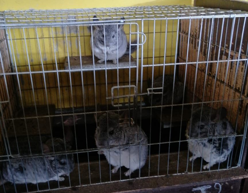 Aprueban proyecto de criadero y centro de preservación de chinchillas en Lampa
