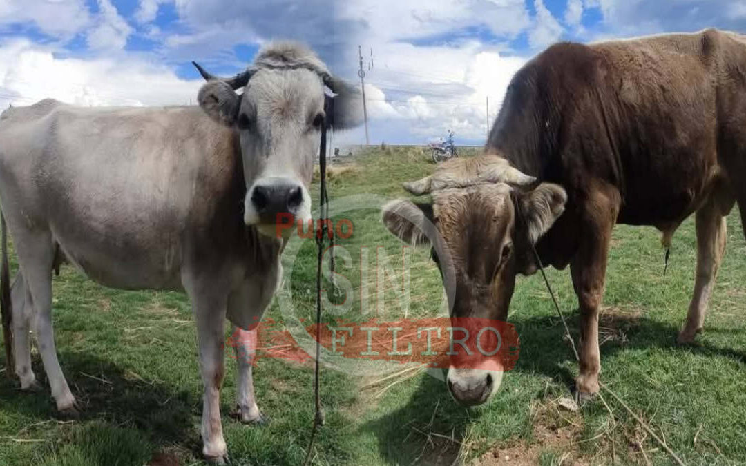 Recuperan en Bolivia cabezas de ganado hurtados en Yunguyo