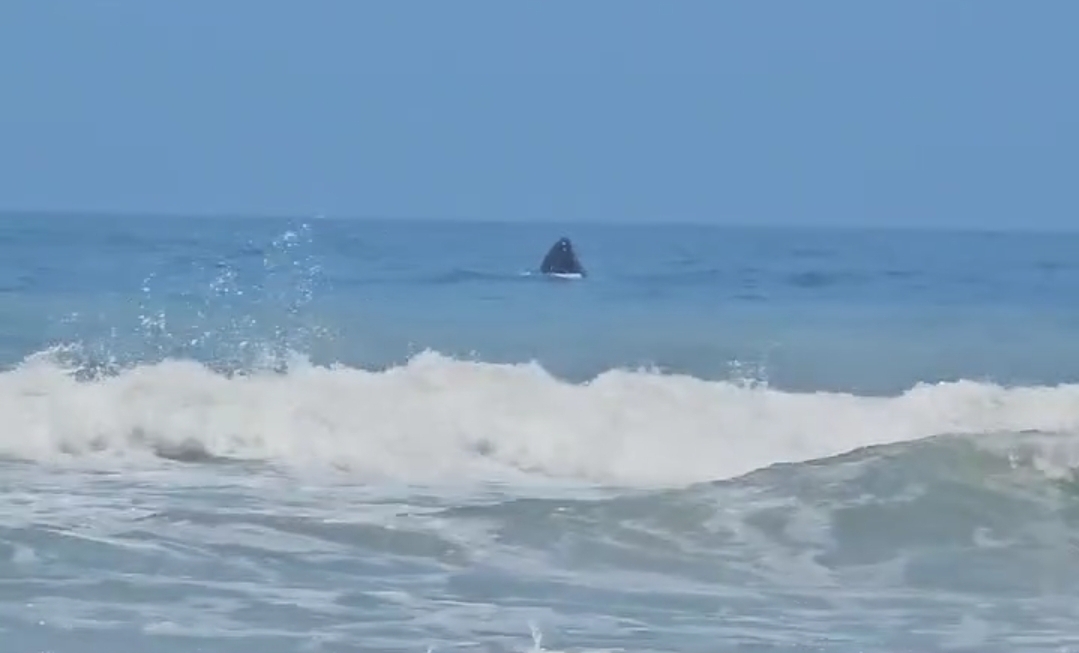 Video. Avistamiento de ballena generó alerta entre bañistas en Mollendo