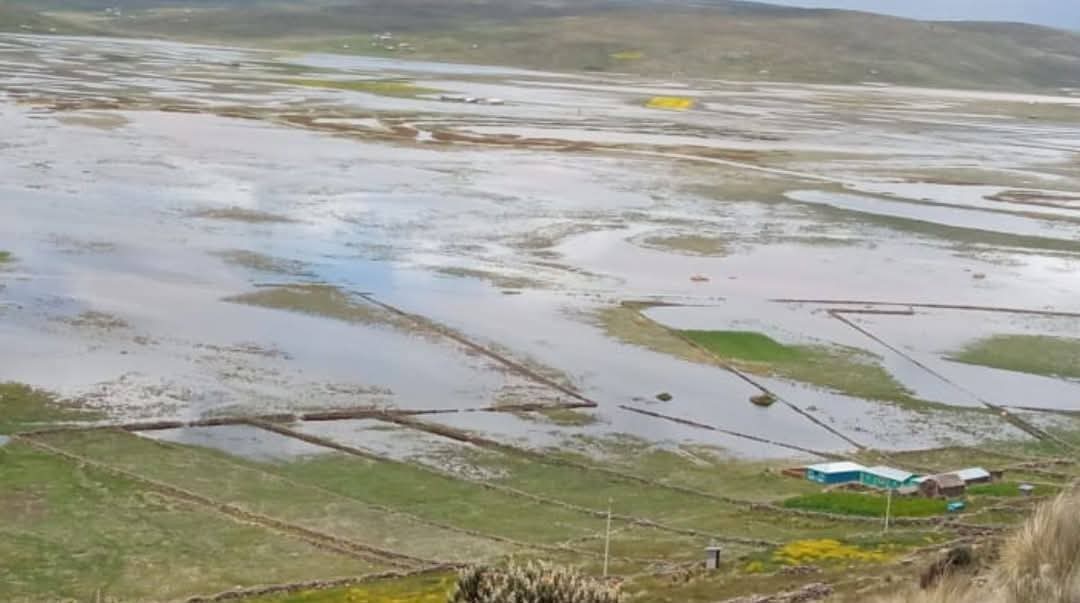 14% DE CULTIVOS EN PUNO, FUERON AFECTADOS POR LLUVIAS. LA PAPA NO MADURÓ Y PONE EN RIESGO LA SEGURIDAD ALIMENTARIA EN LA REGIÓN