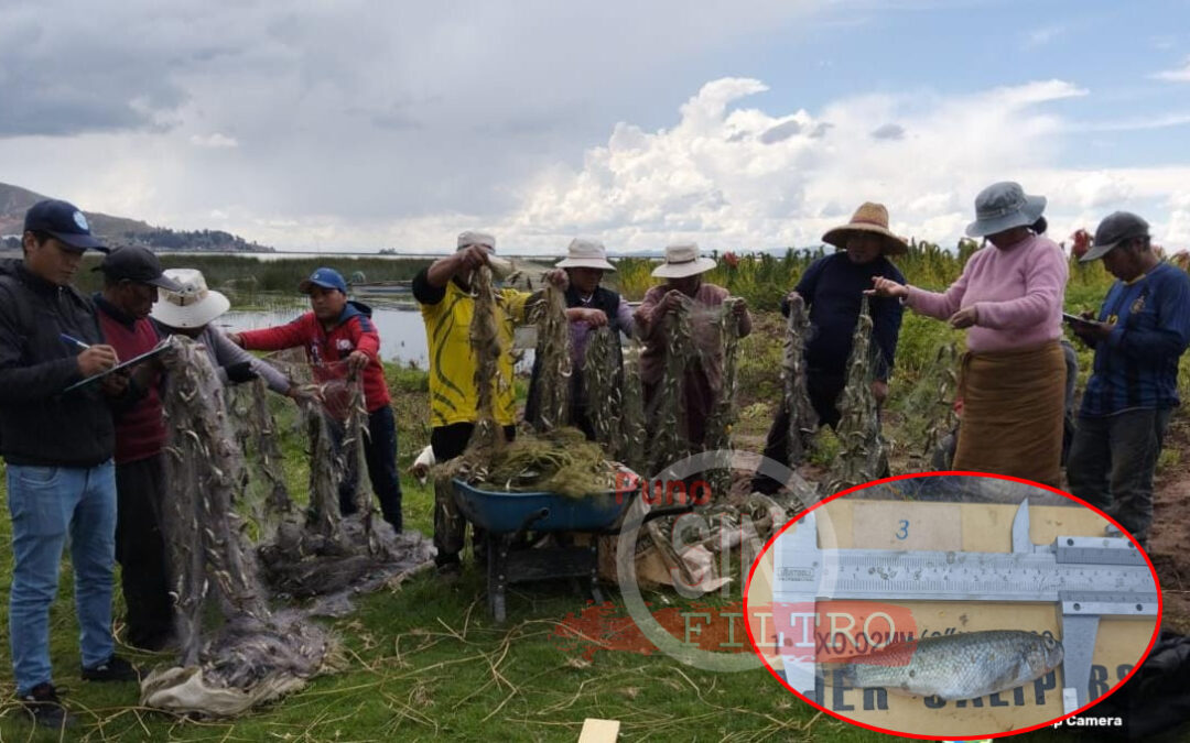 Video|COMUNEROS DE CHIMU ACUSAN A «LOS UROS» DE DEPREDAR AL «CARACHI» EN EL LAGO TITICACA. DIREPRO CONSTATÓ MALLAS CON PESCA ILEGAL