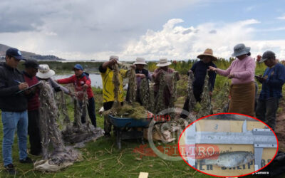 Video|COMUNEROS DE CHIMU ACUSAN A «LOS UROS» DE DEPREDAR AL «CARACHI» EN EL LAGO TITICACA. DIREPRO CONSTATÓ MALLAS CON PESCA ILEGAL