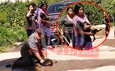 ROTTWEILER MATÓ A UN PERRO PEQUEÑO. VECINOS TEMEN QUE ATAQUE A NIÑOS Y ANCIANOS