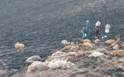 INCENDIO FORESTAL ARRASA 450 HECTÁREAS DE PASTIZALES EN POTONI