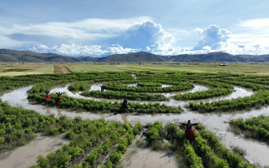LOS WARU WARU DE PUNO SON SELECCIONADOS PARA PROGRAMA INTERNACIONAL “CULTIVANDO LA RESILIENCIA” DE WORLD MONUMENTS FUND