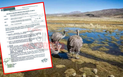 MUEREN 21 SURIS EN CENTROS DE CRIANZA DEL PEBLT Y PONEN EN TELA DE JUICIO LA GESTIÓN DEL PROYECTO DE CONSERVACIÓN