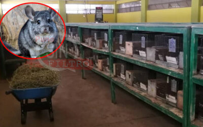LAMPA: MUEREN 57 CHINCHILLAS POR FALTA DE ALIMENTACIÓN Y ATENCIÓN EN CRIADERO DEL FUNDO LA CALERA
