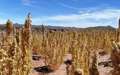 PUNO CAE AL TERCER LUGAR NACIONAL EN PRODUCCIÓN DE QUINUA POR BAJO RENDIMIENTO