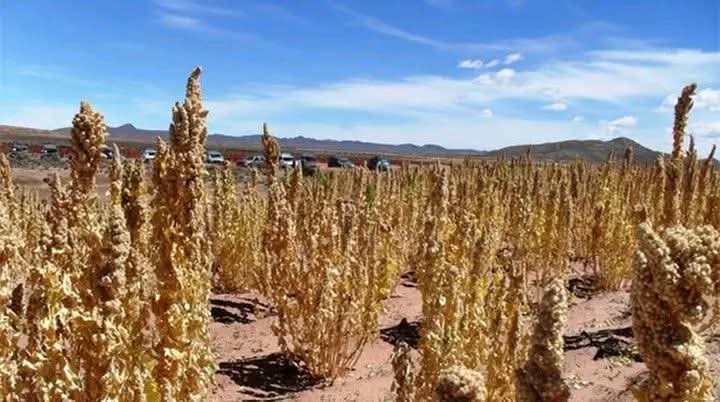 PUNO CAE AL TERCER LUGAR NACIONAL EN PRODUCCIÓN DE QUINUA POR BAJO RENDIMIENTO