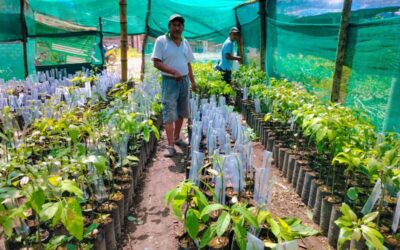 AGRICULTORES DE PAUJI PLAYA DE PUTINA PUNCO LOGRAN EXITOSO INJERTADO DE PALTO EN VIVERO FAMILIAR