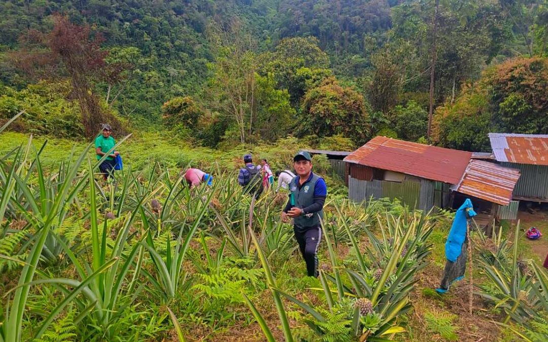 INICIAN LAS PRIMERAS COSECHAS DE PIÑA EN LA SELVA PUNEÑA
