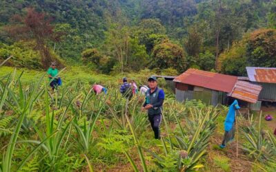 INICIAN LAS PRIMERAS COSECHAS DE PIÑA EN LA SELVA PUNEÑA