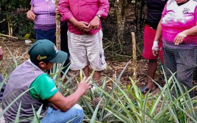 CAPACITAN A PRODUCTORES EN FERTILIZACIÓN VÍA DRENCH EN ALTO INAMBARI