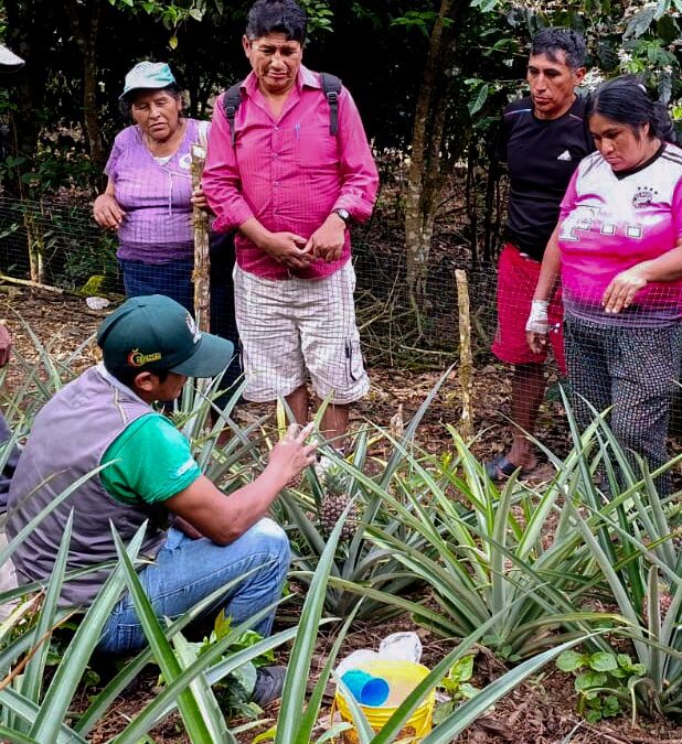 CAPACITAN A PRODUCTORES EN FERTILIZACIÓN VÍA DRENCH EN ALTO INAMBARI