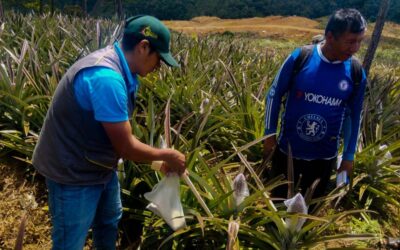 CAPACITAN EN CONTROL DE PLAGAS EN CULTIVOS DE PIÑA EN ALTO INAMBARI