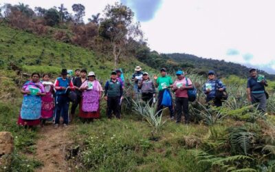 PRODUCTORES DE PUTINA PUNCO SE CAPACITAN EN BUENAS PRÁCTICAS DEL CULTIVO DE PIÑA