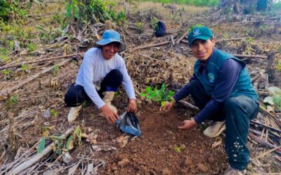 FORTALECEN PRODUCCIÓN FRUTÍCOLA CON INSTALACIÓN DE CULTIVOS DE CÍTRICOS EN AYAPATA