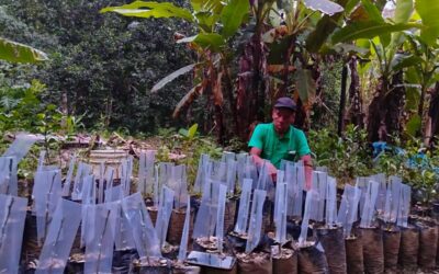PRODUCTORES DE PUTINA PUNCO MEJORAN SUS CÍTRICOS CON INJERTOS DE VARIEDADES DE ALTA PRODUCCIÓN