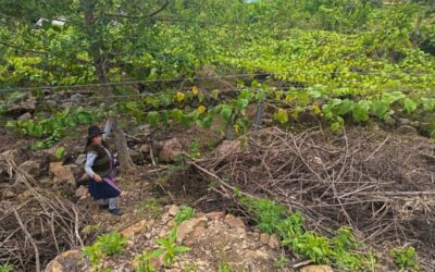 FORTALECEN PRODUCCIÓN DE GRANADILLA EN ESCUELAS DE CAMPO DE AYAPATA