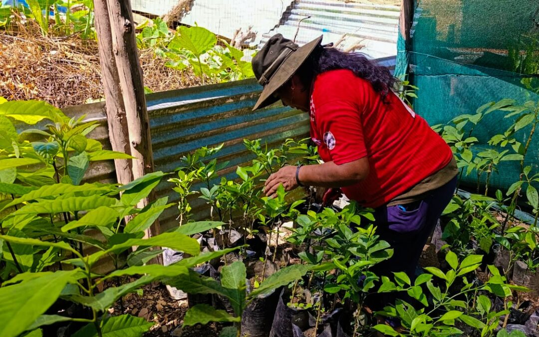 PROYECTO FRUTALES IMPULSA EL MEJORAMIENTO DE CULTIVOS DE PALTO EN ALTO INAMBARI
