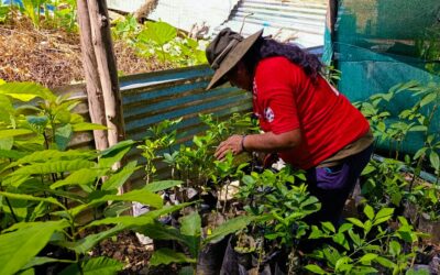 PROYECTO FRUTALES IMPULSA EL MEJORAMIENTO DE CULTIVOS DE PALTO EN ALTO INAMBARI