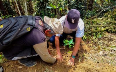 FORTALECEN PRODUCCIÓN DE CÍTRICOS EN YANAHUAYA