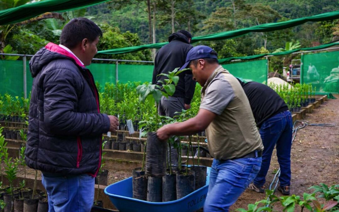 ENTREGARÁN MÁS DE 3 MIL PLANTONES FRUTALES A PRODUCTORES DE SANDIA