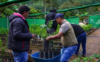 ENTREGARÁN MÁS DE 3 MIL PLANTONES FRUTALES A PRODUCTORES DE SANDIA