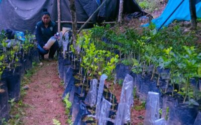 CONTROL FITOSANITARIO EN VIVEROS DE PUTINA PUNCO BUSCA ASEGURAR INJERTOS CÍTRICOS SALUDABLES