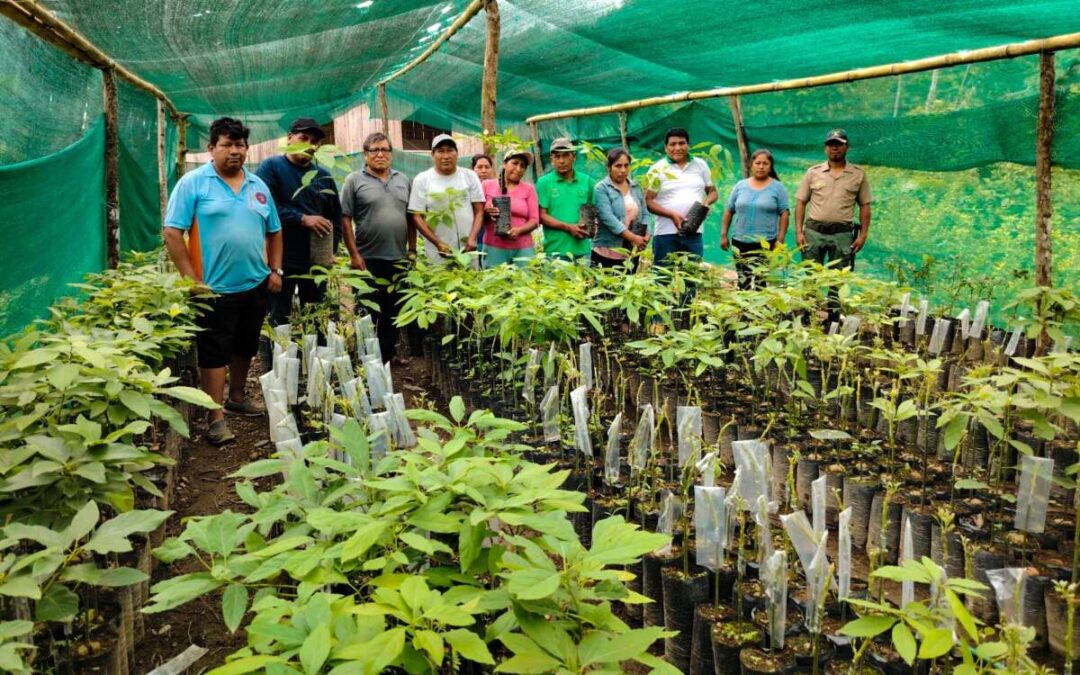 REALIZAN SEGUIMIENTO AL INJERTADO DE PALTO HASS EN ESCUELA DE CAMPO PAUJI PLAYA, EN PUTINA PUNCO