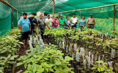 REALIZAN SEGUIMIENTO AL INJERTADO DE PALTO HASS EN ESCUELA DE CAMPO PAUJI PLAYA, EN PUTINA PUNCO