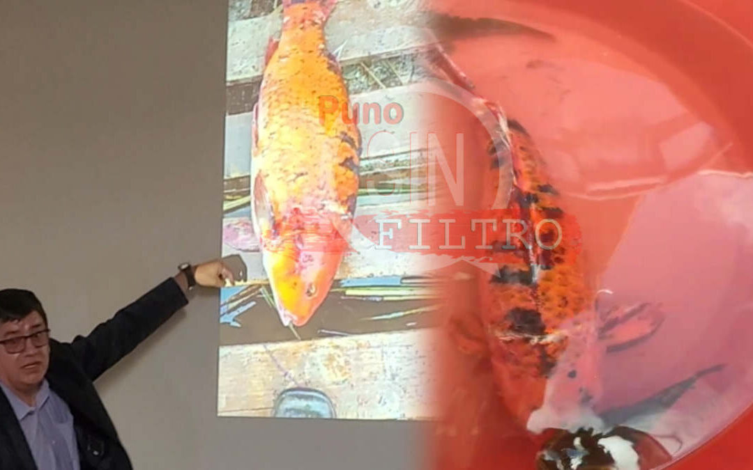 DIRECTOR REGIONAL DE PRODUCCIÓN PIDE EVITAR FALSA ALARMA POR OTRO HALLAZGO DE PEZ «CARPA» EN EL LAGO TITICACA