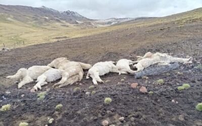 LAMPA RAYO MATA A OCHO ALPACAS EN COMUNIDAD DE ORDUÑA, DISTRITO DE SANTA LUCÍA