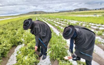 POMATA | GRANIZADA PROVOCA GRAVES DAÑOS EN CULTIVOS DE LA COMUNIDAD DE VILLA SANTIAGO