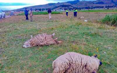 RAYO MATA A 4 OVINOS Y DEJA UNO GRAVEMENTE HERIDO EN YUNGUYO