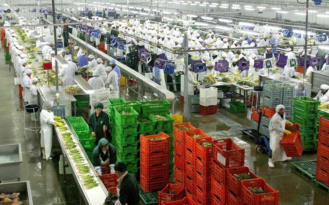 PUNO ALCANZA RÉCORD EN EXPORTACIONES Y CRECE MÁS DE 40% EN 2025