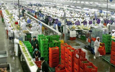 PUNO ALCANZA RÉCORD EN EXPORTACIONES Y CRECE MÁS DE 40% EN 2025