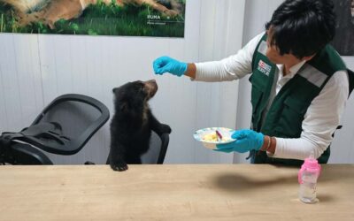 RESCATAN CRÍA DE OSO ANDINO EN CARABAYA Y ADVIERTE QUE SU CAPTURA ES ILEGAL