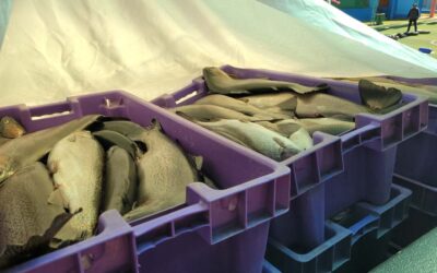 PUNO: COMERCIANTES DENUNCIAN ABUSO DURANTE INCAUTACIÓN DE MÁS DE 500 KILOS DE TRUCHA
